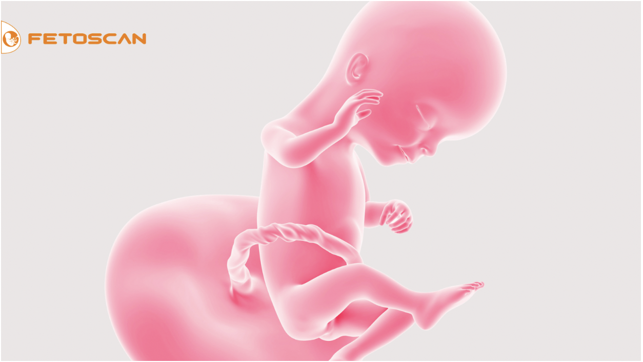 You are currently viewing Life before birth: What is Fetal Medicine?